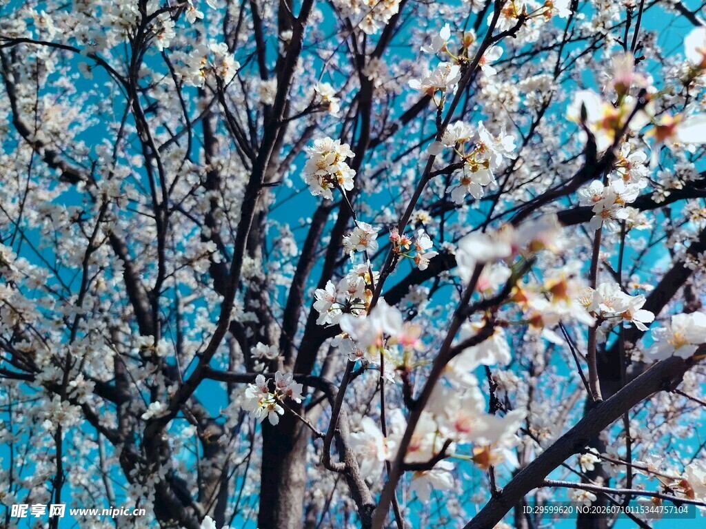 春日繁花盛开的樱花
