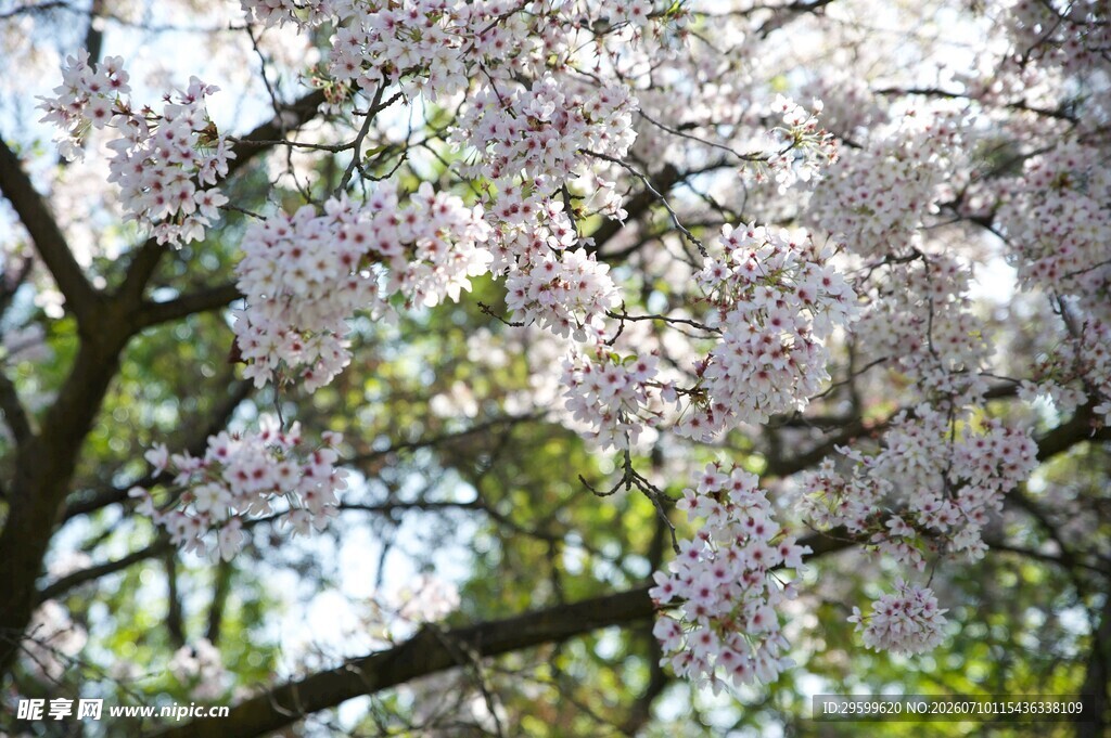 盛开的樱花树枝