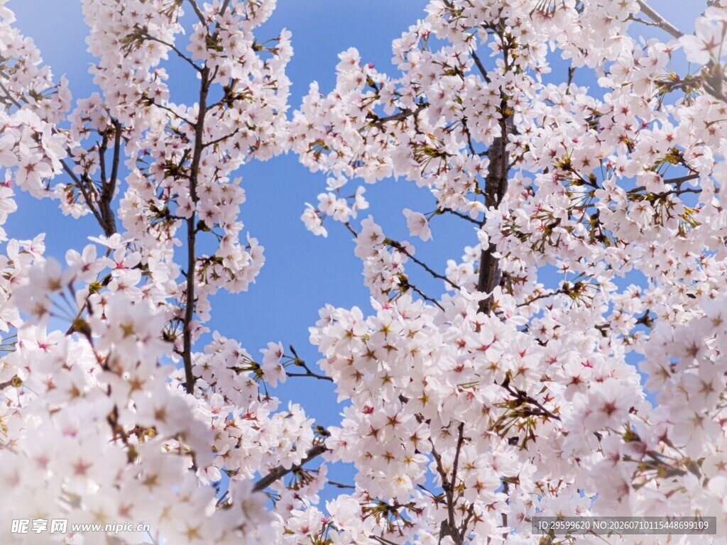蓝天映衬下的烂漫樱花