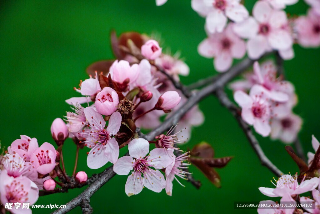 粉嫩樱花枝头绽放