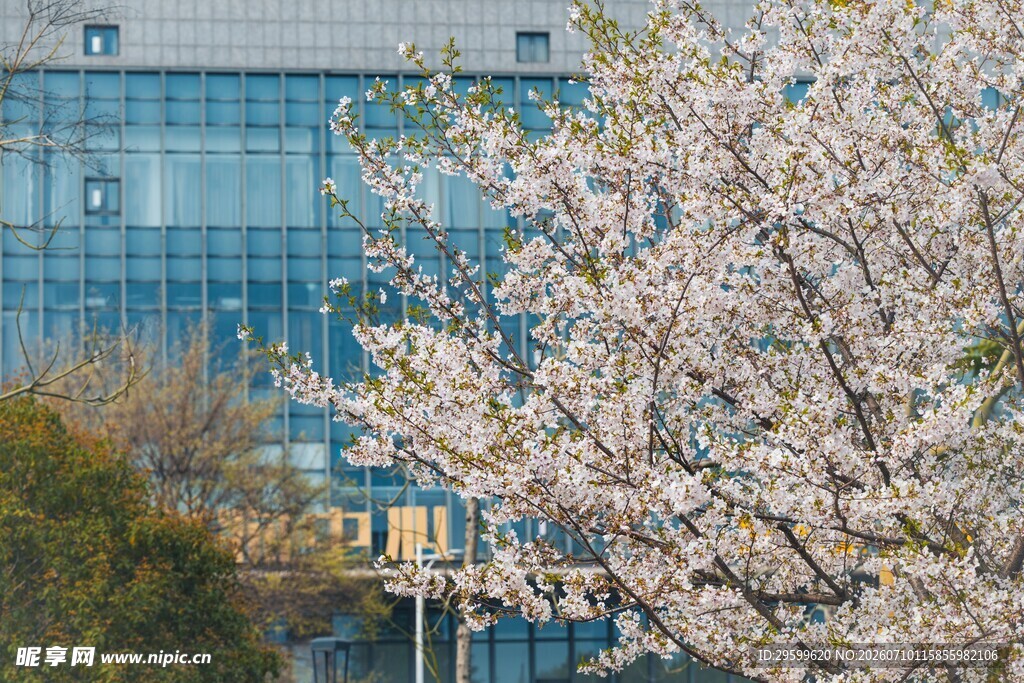 都市樱花 