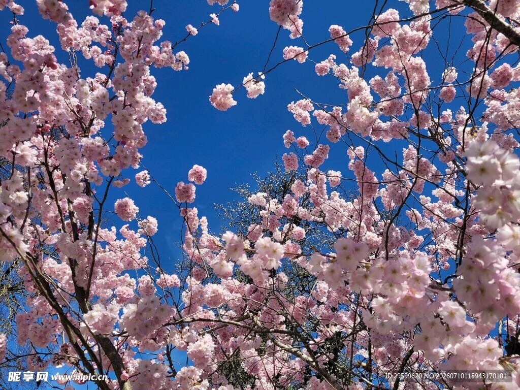 蓝天映衬下的烂漫樱花