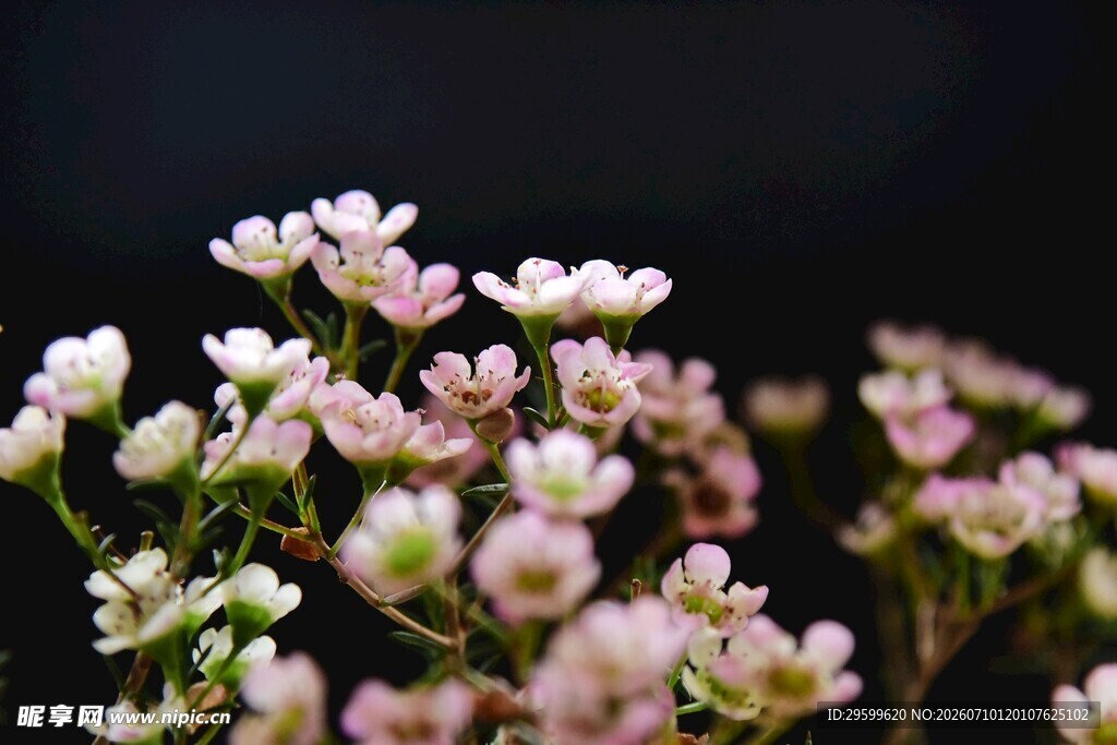 粉色樱花