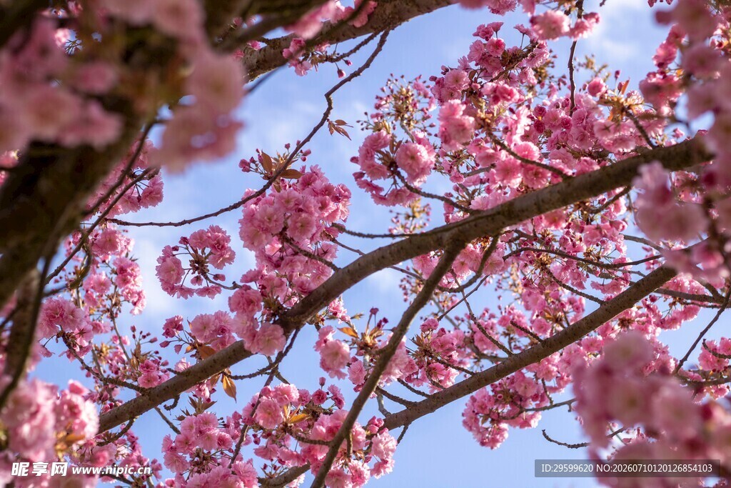 春日烂漫樱花枝头绽放