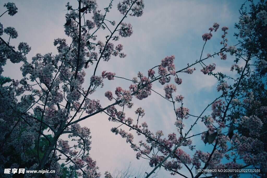 枝头繁花映蓝天