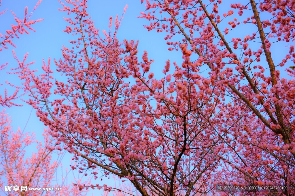 春日绽放的绚烂粉色樱花