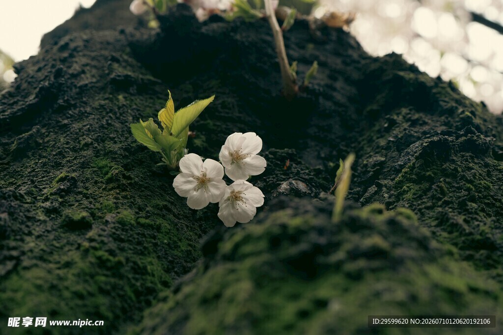 苔藓间绽放的樱花