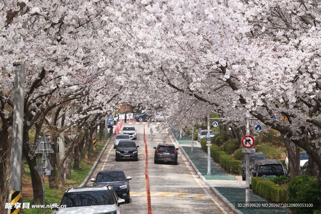 樱花 