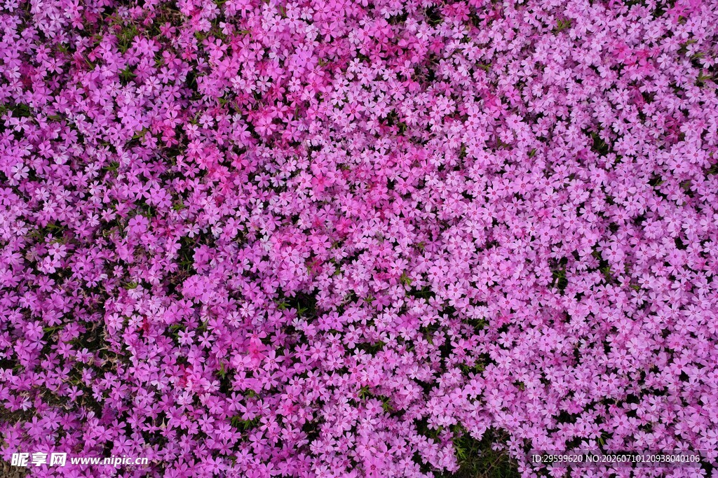 浪漫紫色樱花