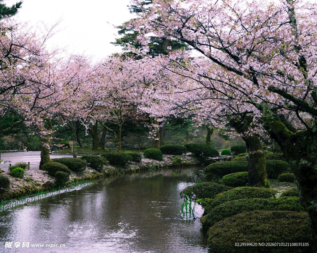 河畔烂漫樱花景观