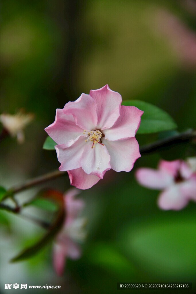 娇艳粉色樱花