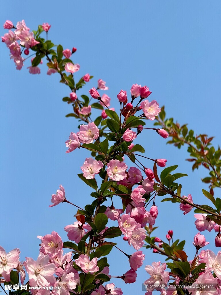 蓝天映衬下的樱花
