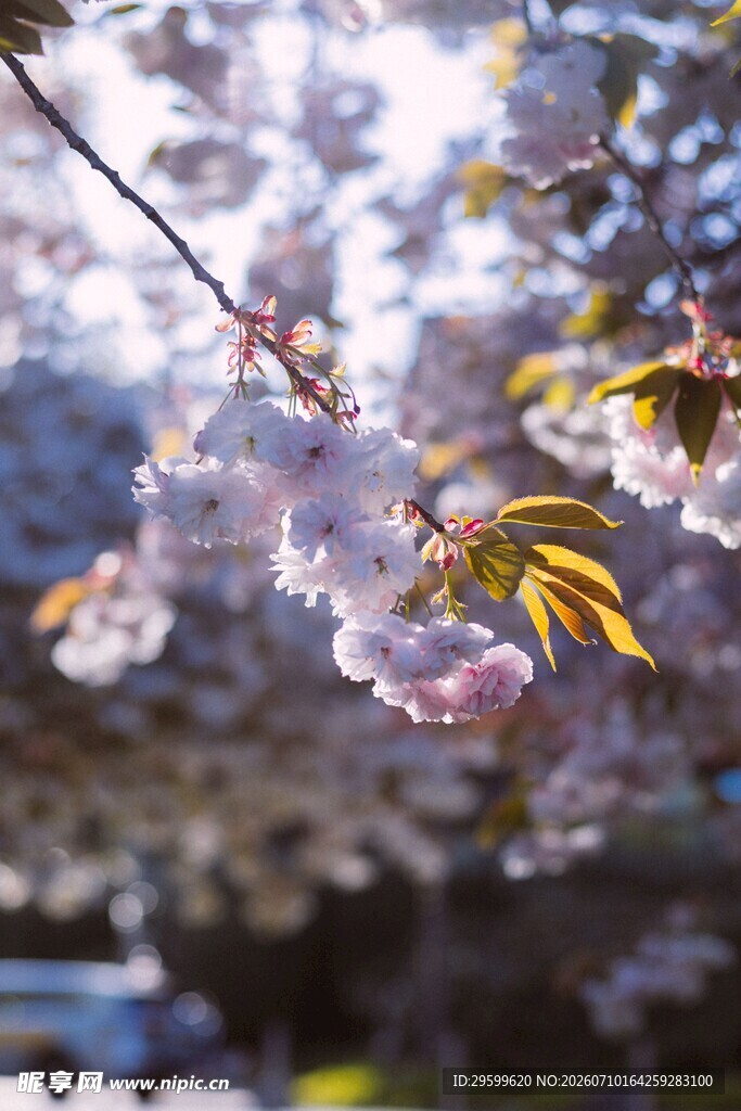 春日烂漫樱花枝头绽放