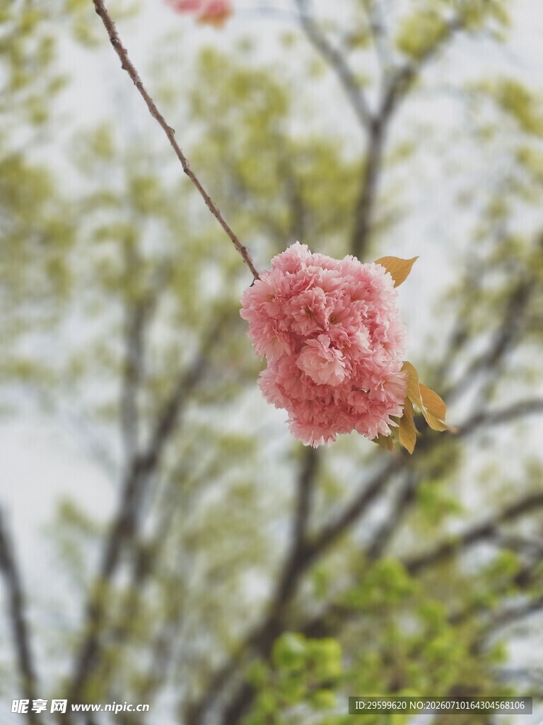 枝头绽放的粉嫩樱花