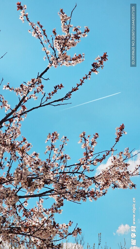 蓝天映衬下的烂漫樱花