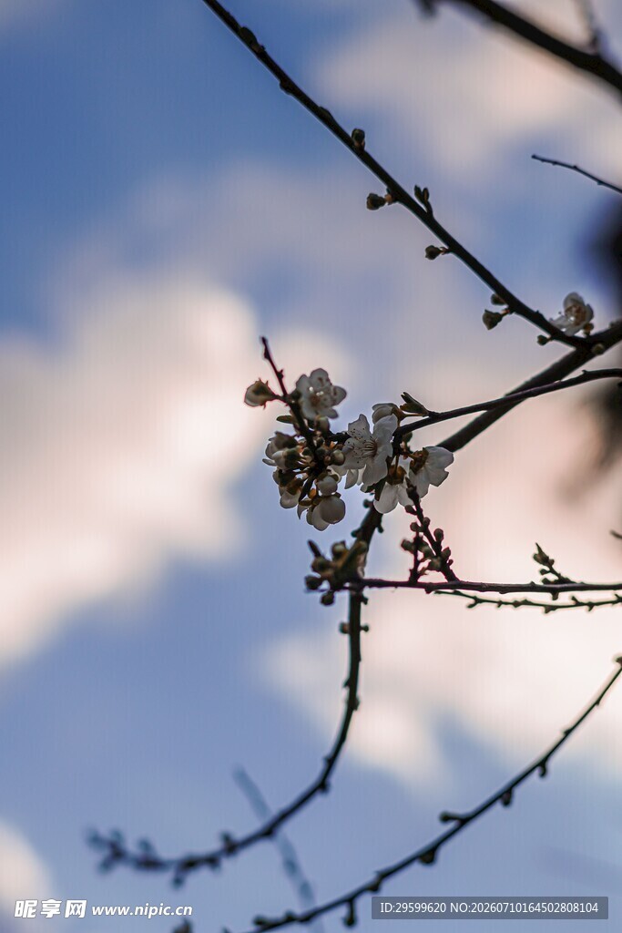 枝头樱花映蓝天