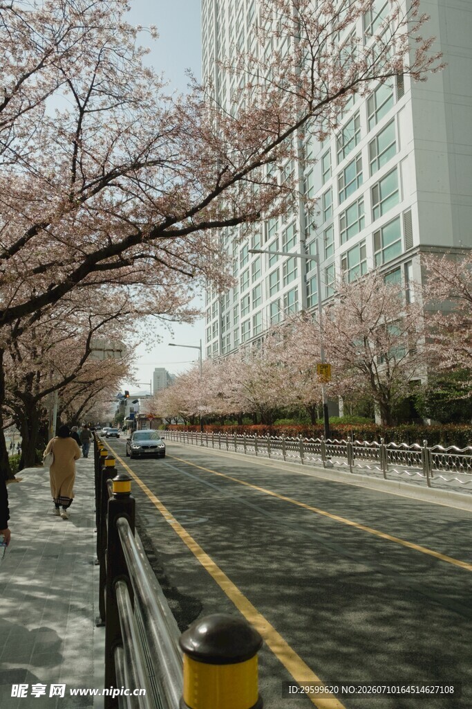 春日街道樱花绽放美景