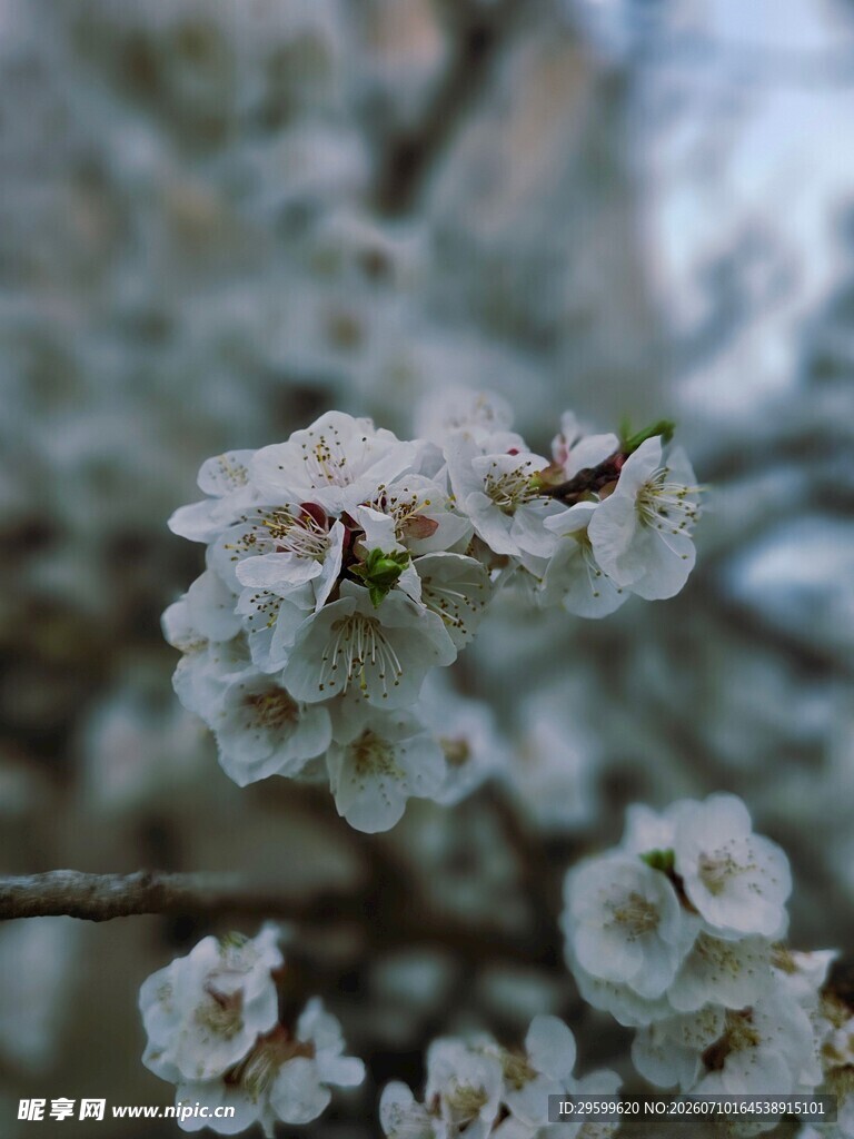 枝头绽放的洁白樱花