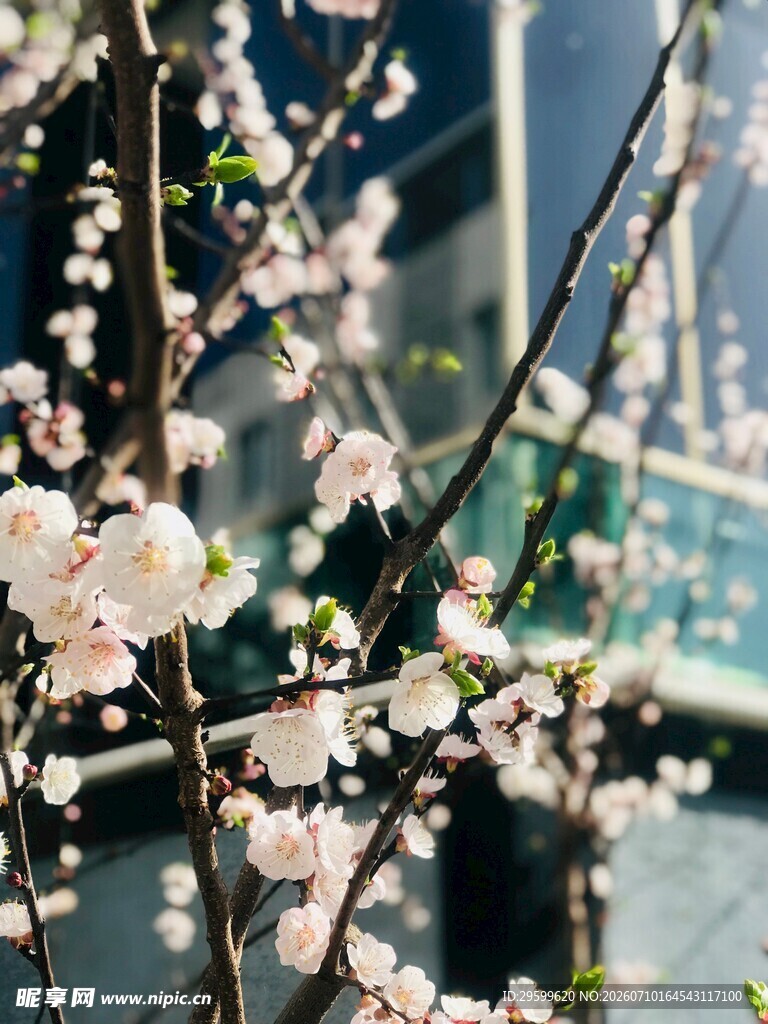枝头绽放的粉嫩樱花