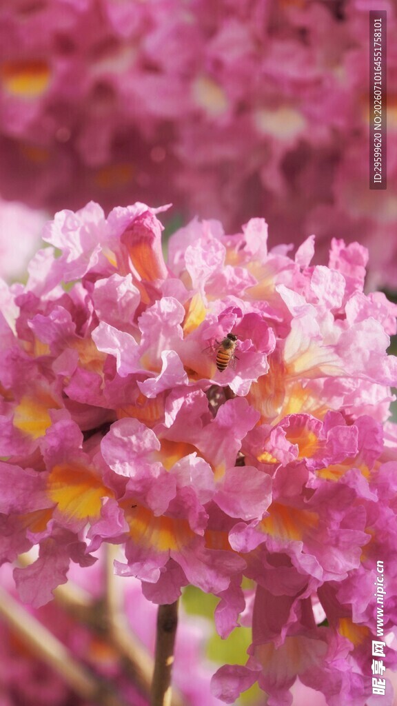 娇艳粉色樱花特写