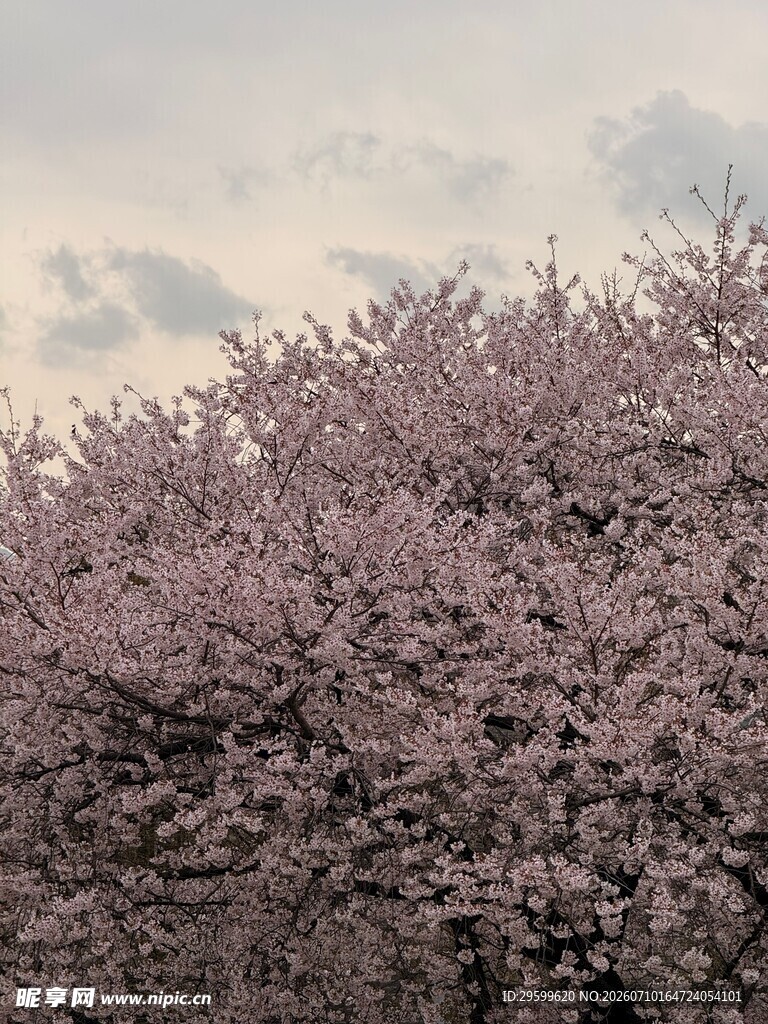 盛开的粉色樱花美景