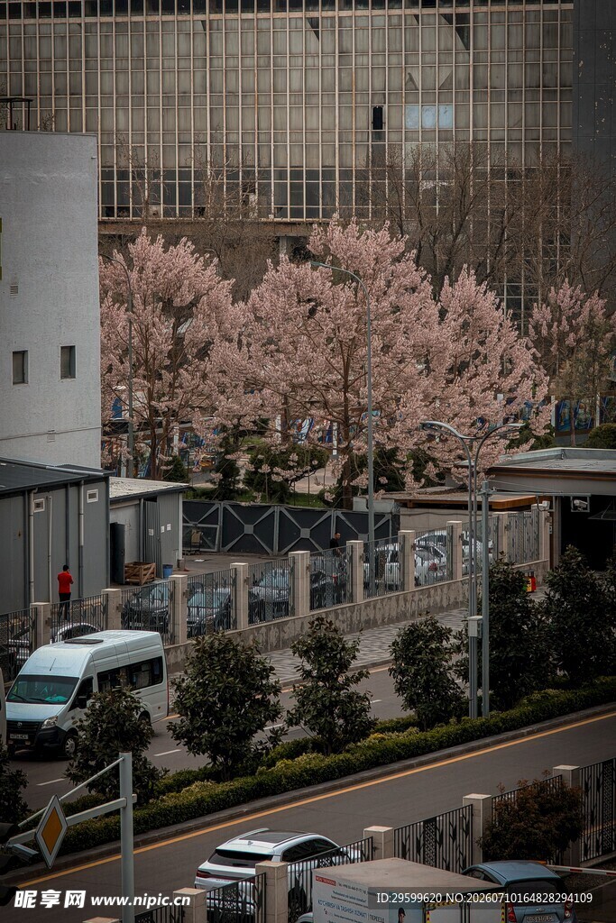 城市街道旁盛开的粉色樱花