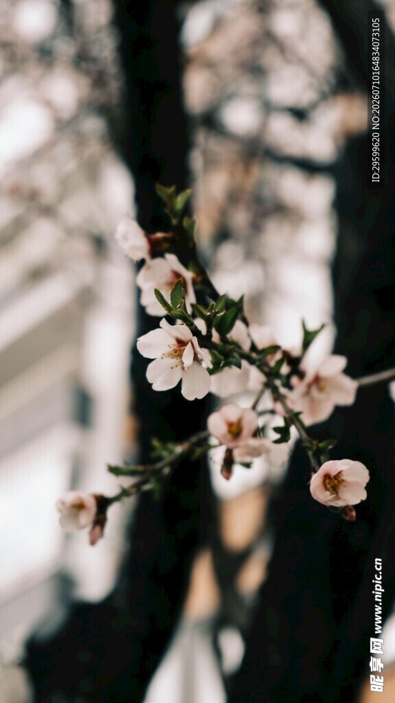 枝头绽放的粉嫩杏花