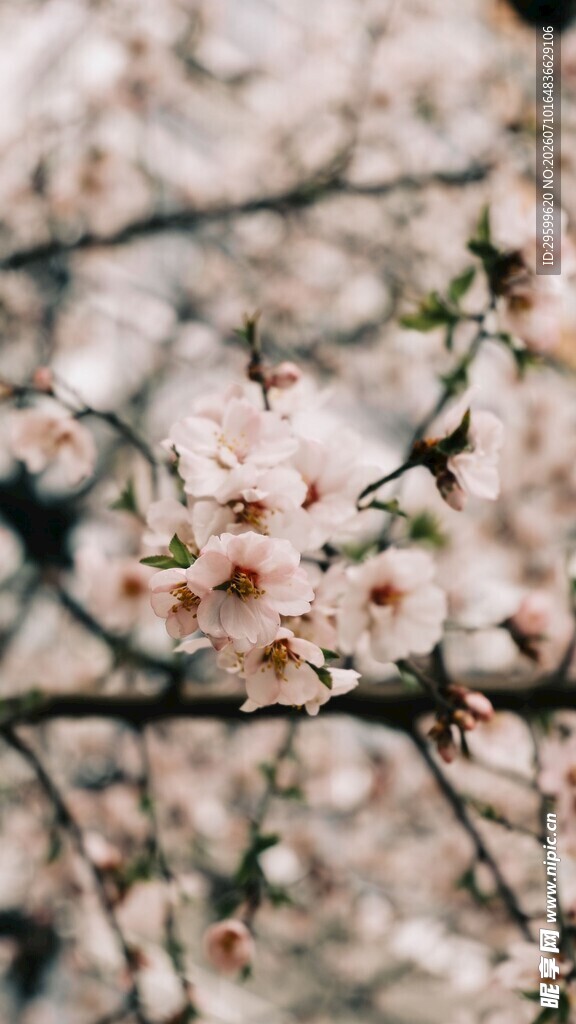 枝头绽放的粉嫩桃花