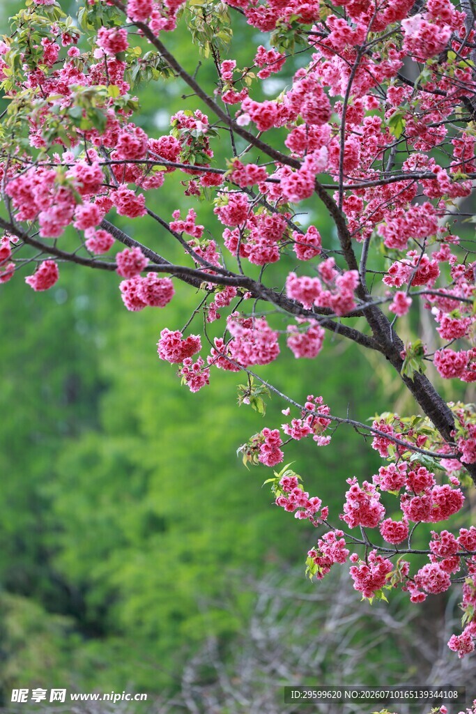枝头樱花