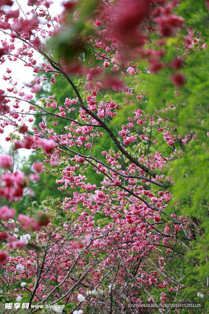 春日樱花