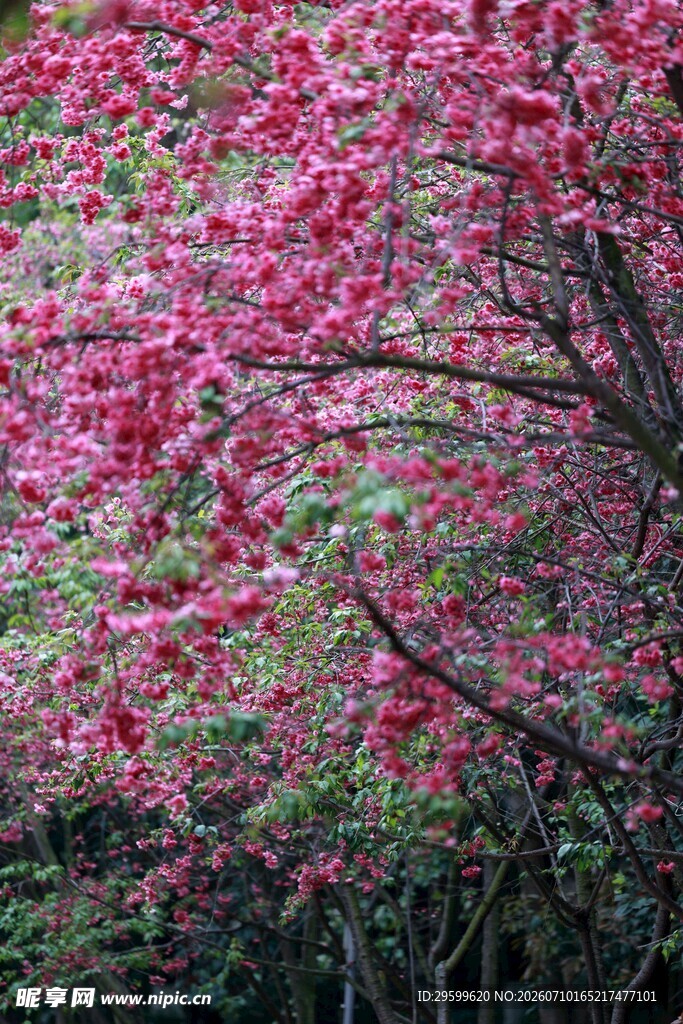 繁花满树的烂漫樱花
