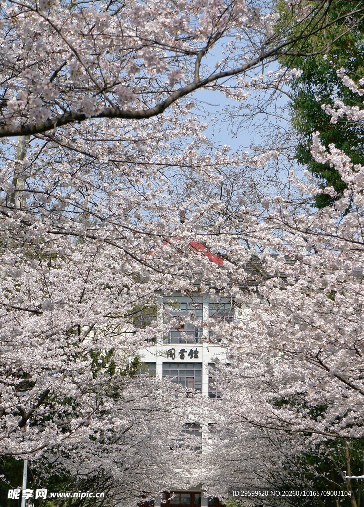 樱花烂漫中的日式建筑