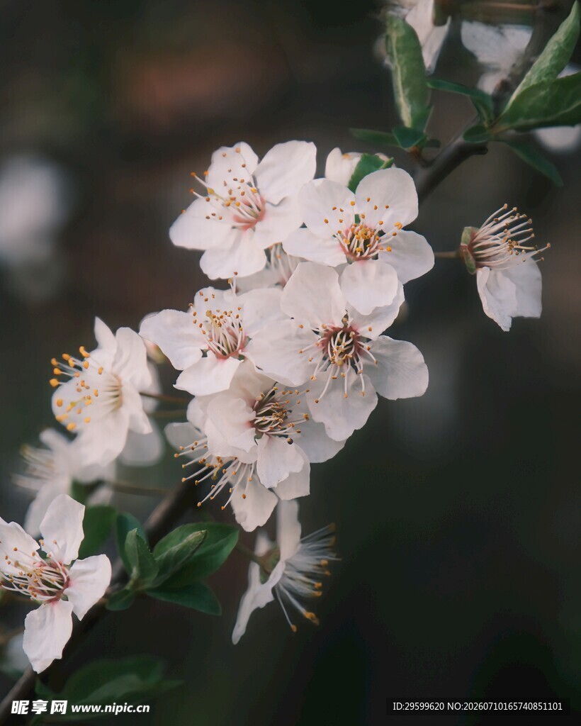 白色樱花绽放枝头