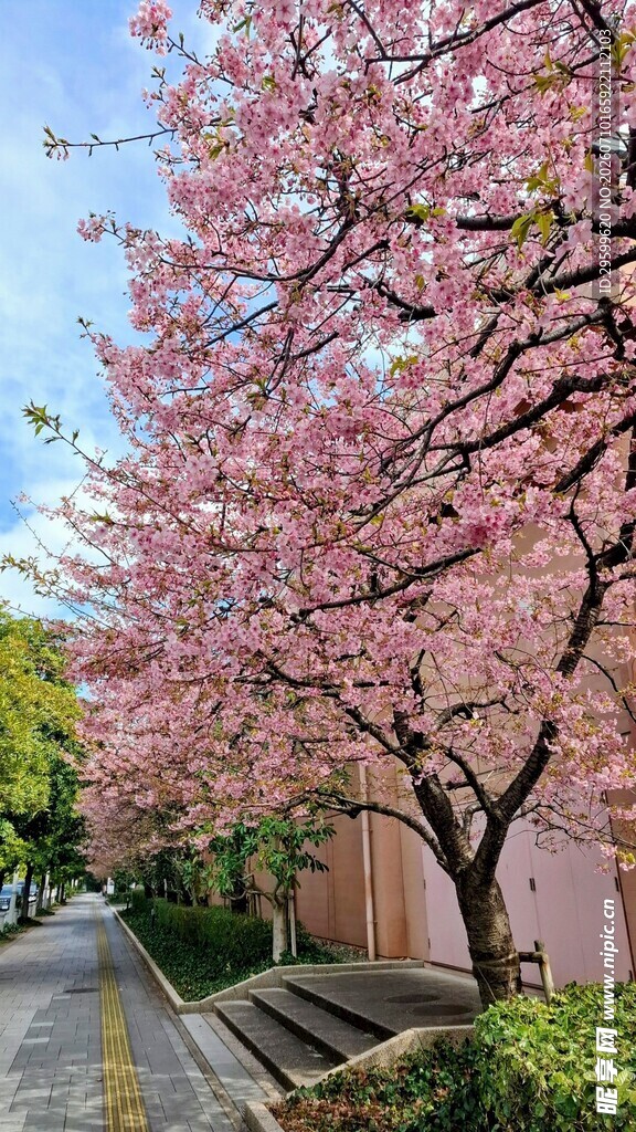 春日烂漫樱花小道