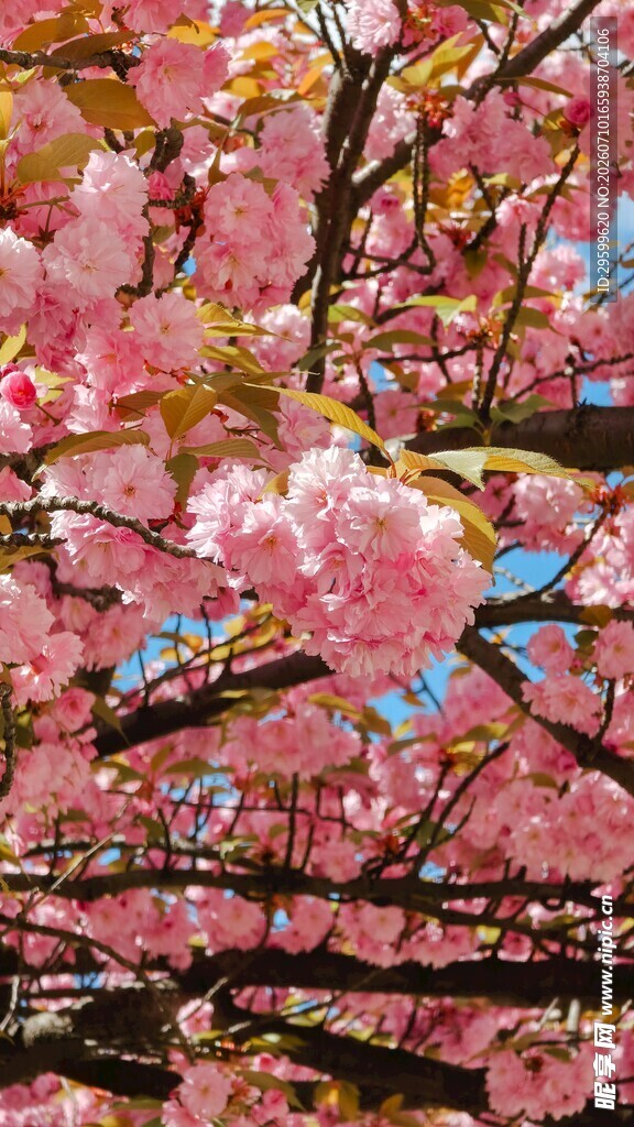 烂漫樱花绽放枝头