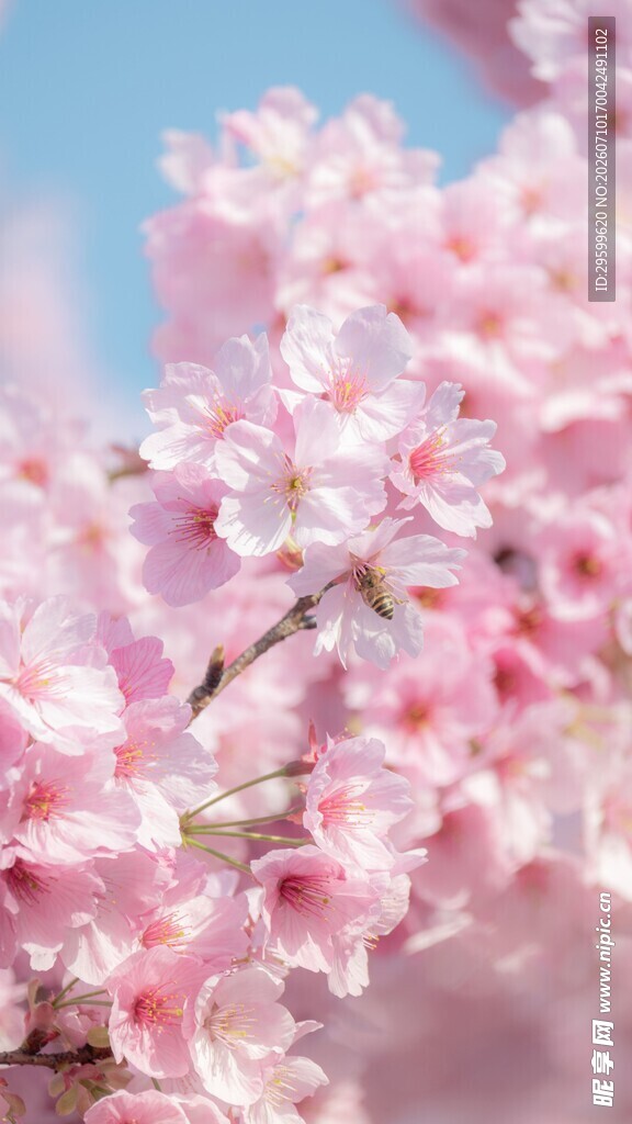 烂漫樱花绽放