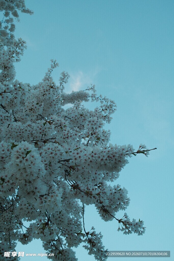 枝头覆雪的松树