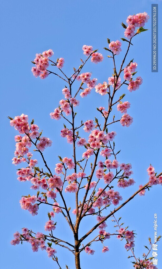 蓝天映衬下的粉色樱花