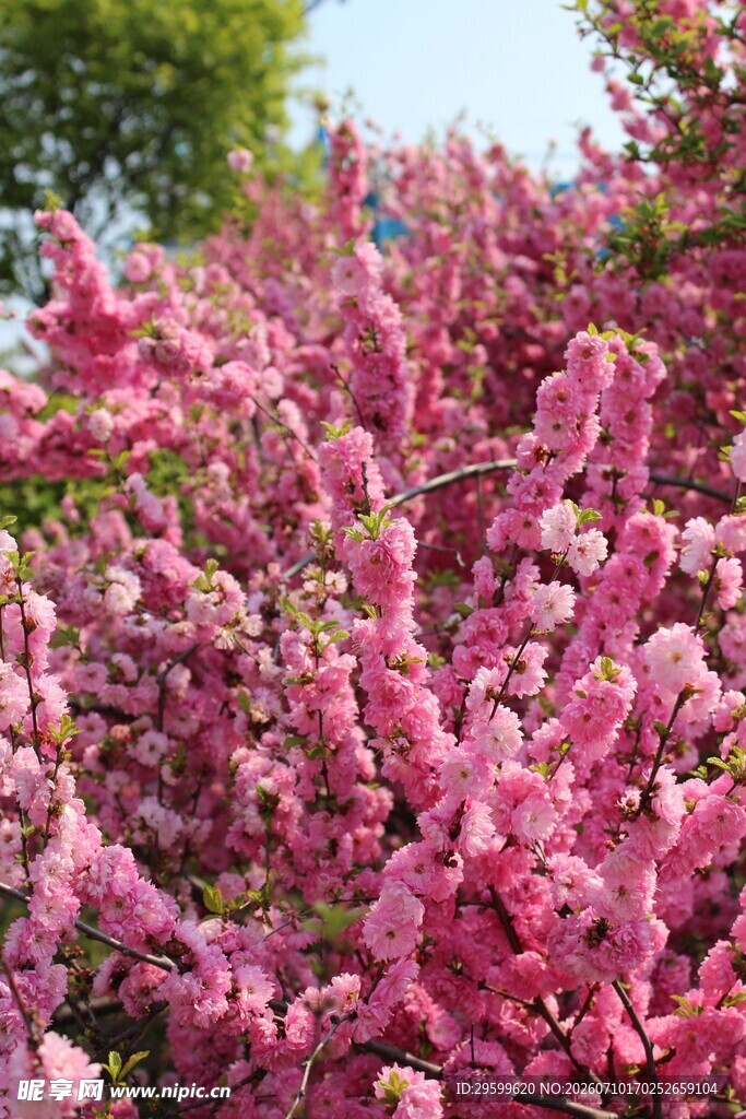 艳丽樱花花丛绽放