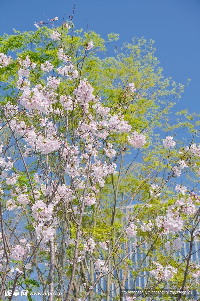 蓝天映衬下的烂漫樱花树