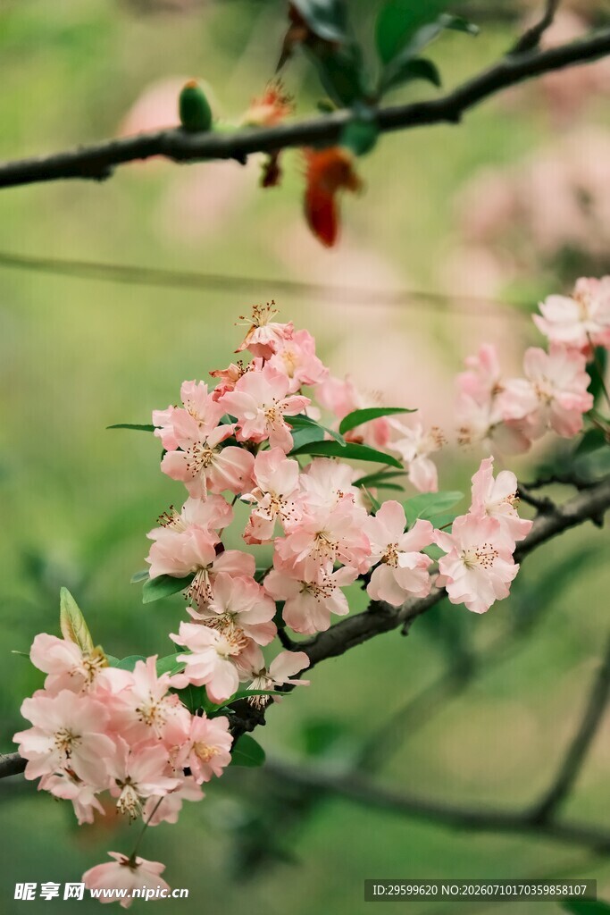 枝头绽放的粉嫩桃花