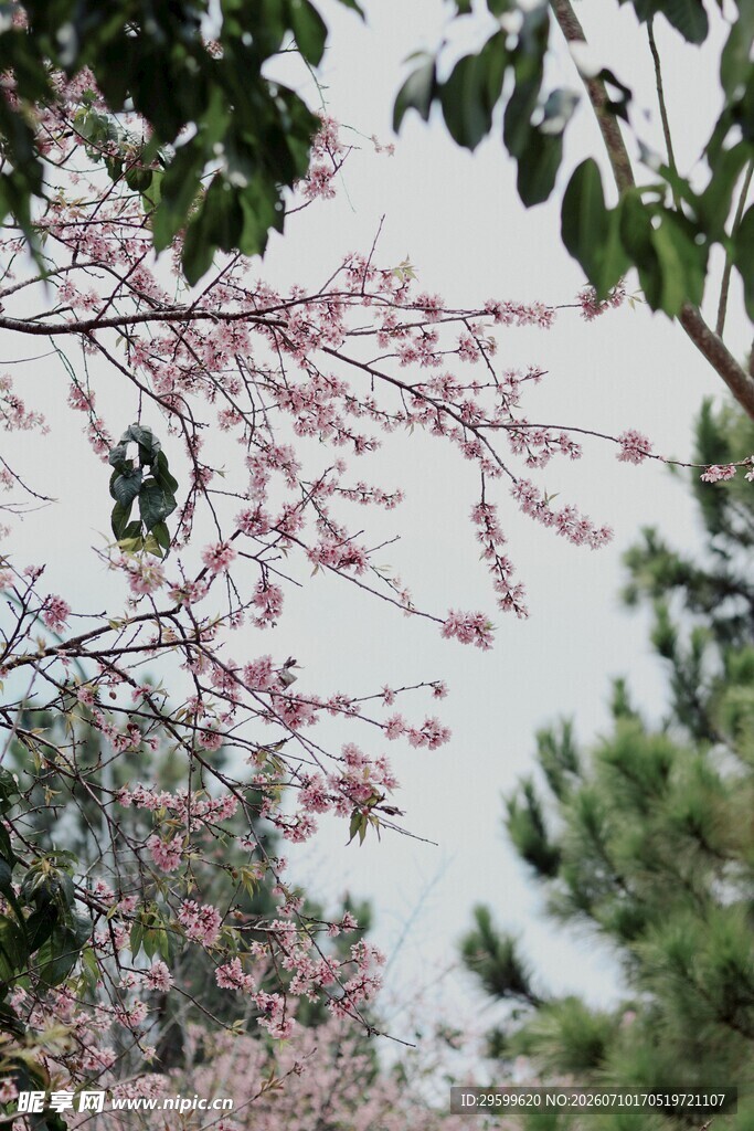 春日繁花樱花树枝