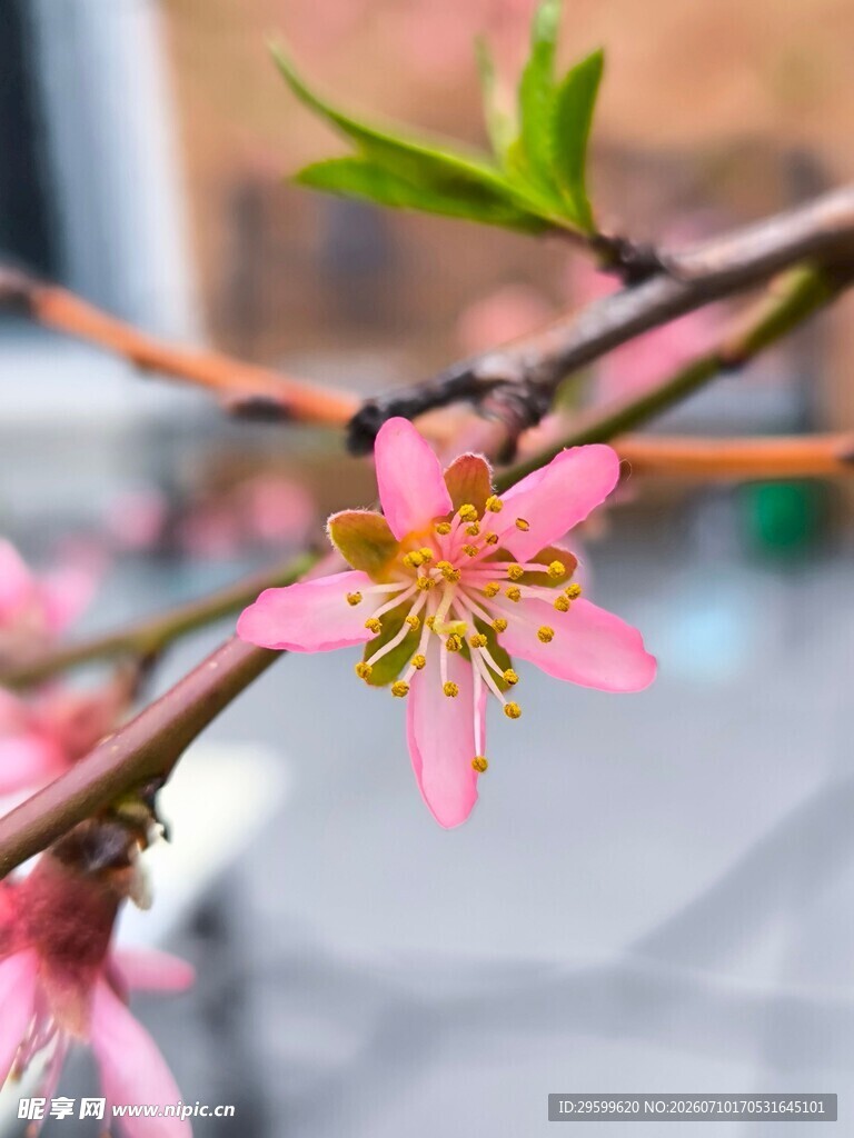 枝头绽放的粉嫩桃花