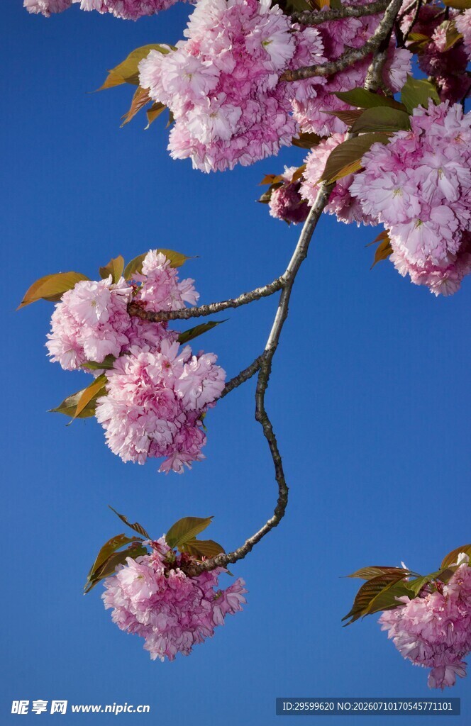 蓝天映衬下的烂漫樱花枝