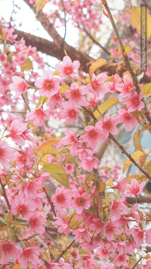 烂漫粉色樱花 
