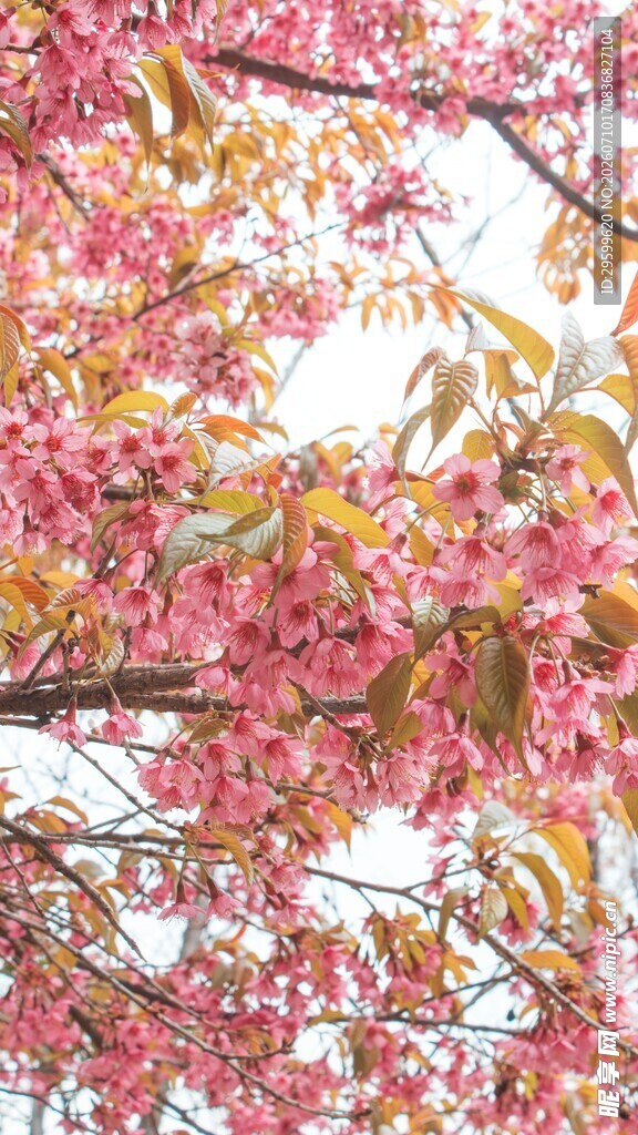 烂漫粉色樱花