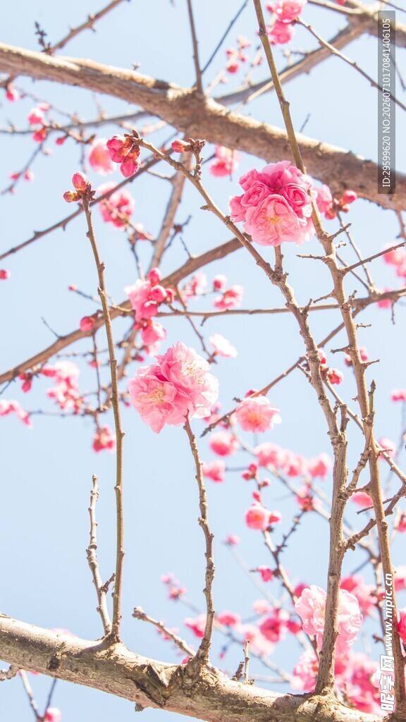 枝头樱花