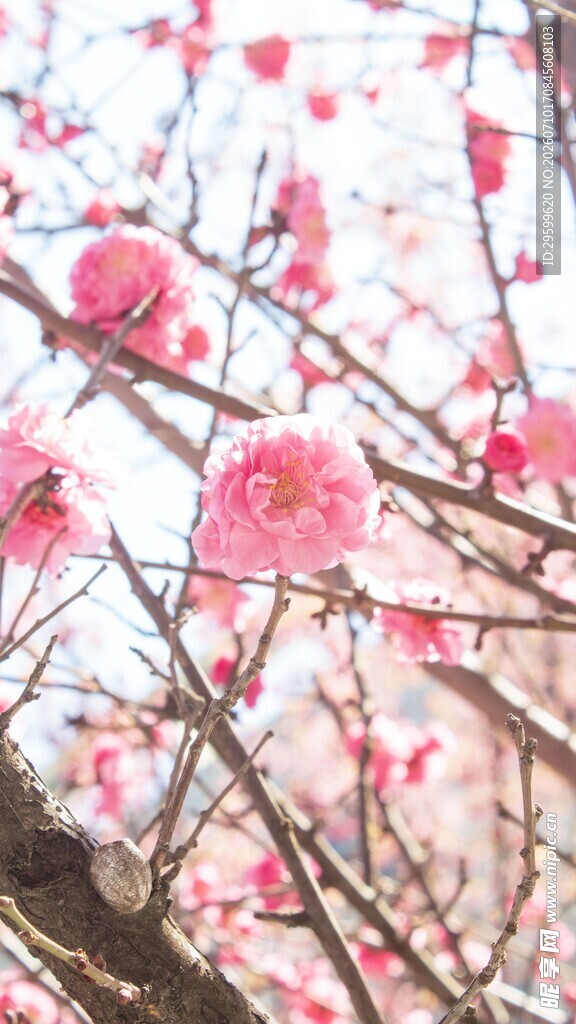 盛开的粉色梅花 