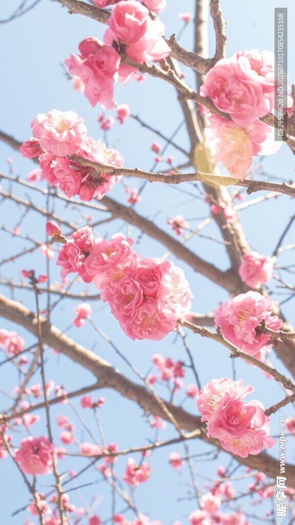 枝头绽放的粉嫩樱花