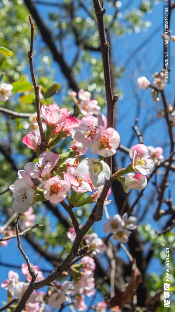 春日樱花
